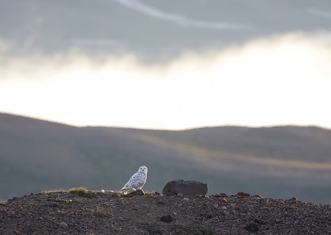 snowyowl21.jpg