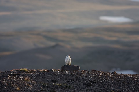 snowyowl22.jpg