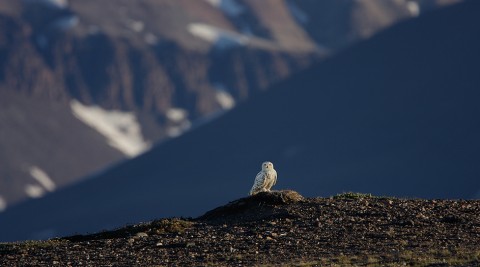 snowyowl23.jpg