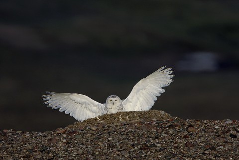 snowyowl25.jpg