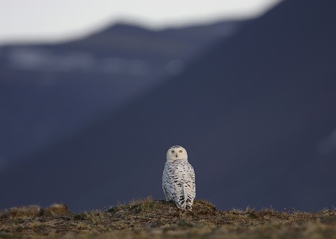 snowyowl26.jpg