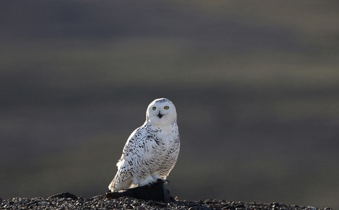 snowyowl27.jpg