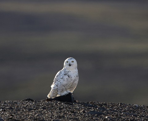 snowyowl27.jpg