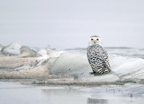 Snowyowl