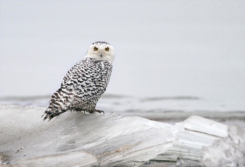 Snowyowl