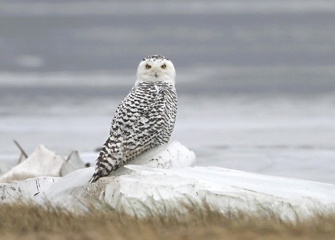 Snowyowl