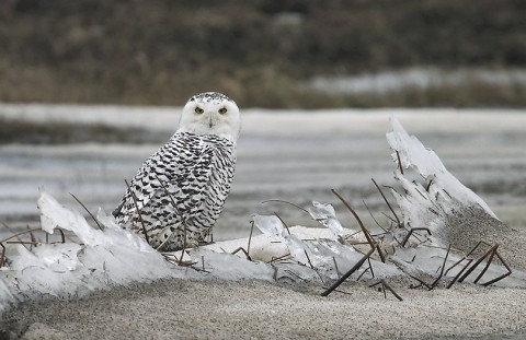 Snowyowl