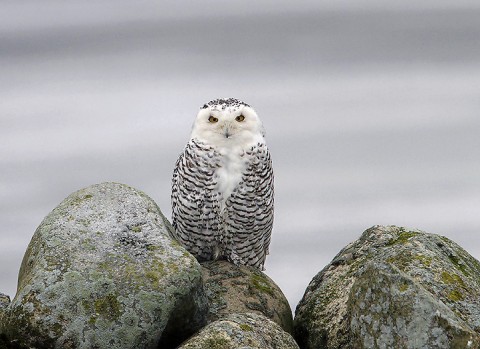 Snowyowl