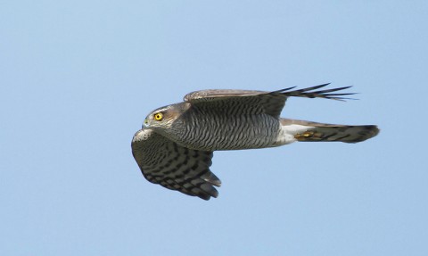 sparrowhawk31.jpg