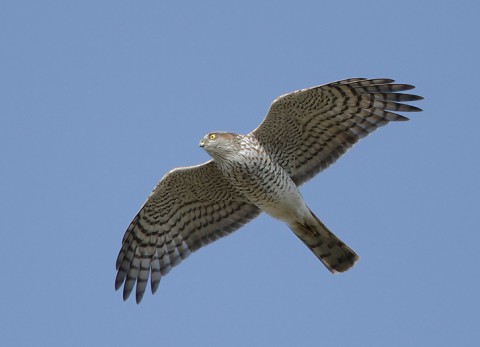 sparrowhawk33.jpg