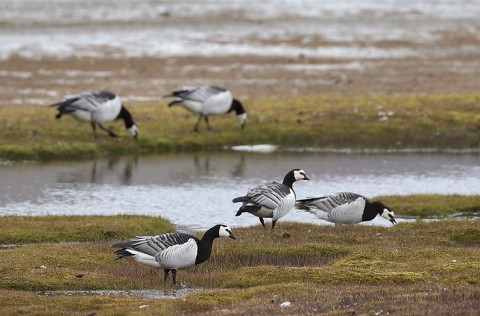 swanesandgeese