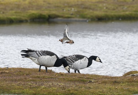 swanesandgeese