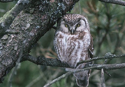 Arctic Tengmalms Owl