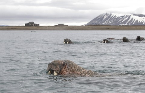 walrus