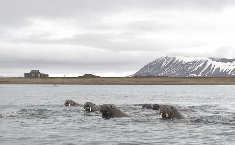 walrus