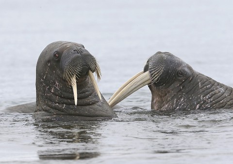 walrus