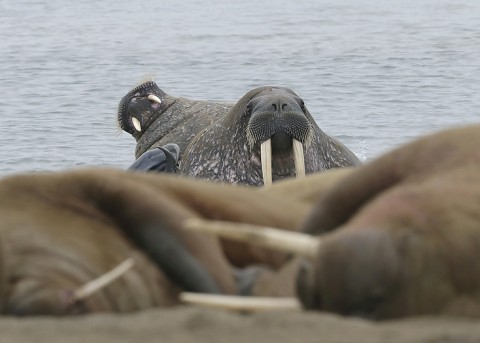 walrus