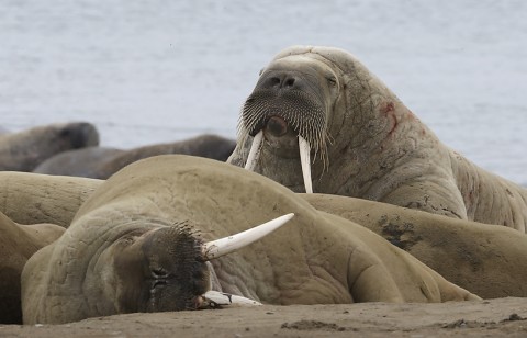 walrus