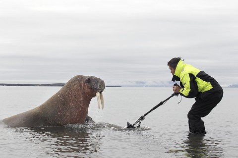 walrus