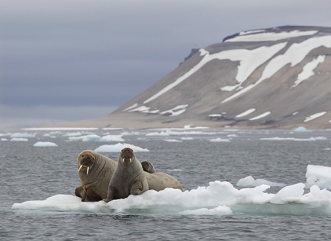 walrus