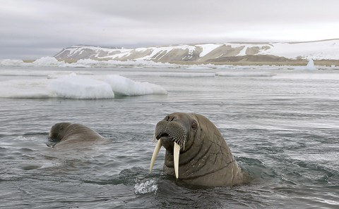 walrus