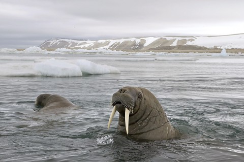 walrus