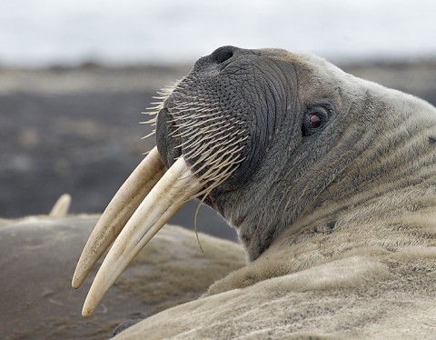 walrus