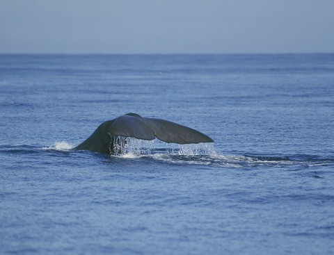 whales24.jpg