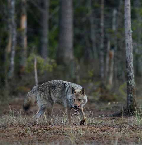 greywolf25.jpg