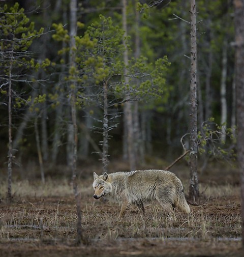 greywolf34.jpg