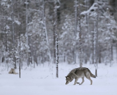 greywolf69.jpg