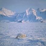 arcticfox1.jpg