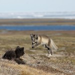 arcticfox29.jpg