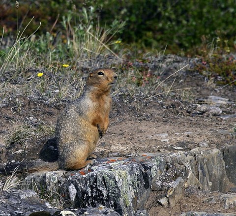 groundsquirrel1.jpg