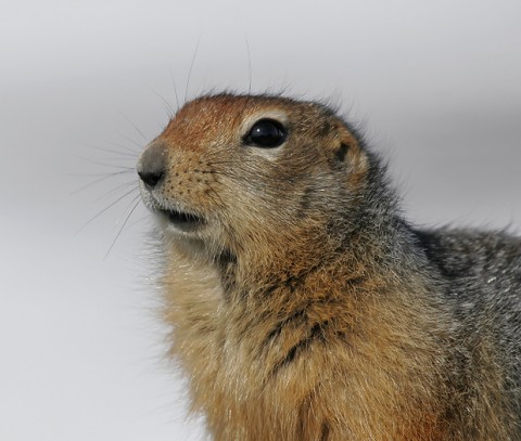 groundsquirrel26.jpg