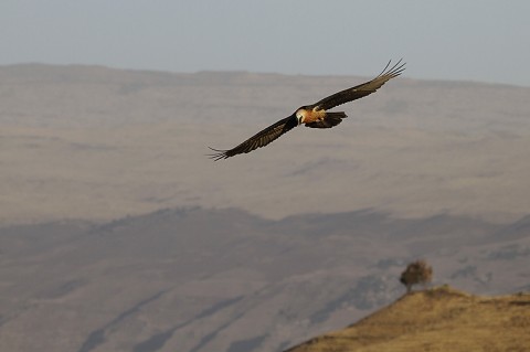 Bearded Vulture