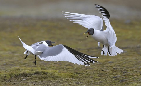 gulls