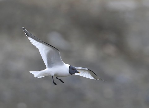 gulls