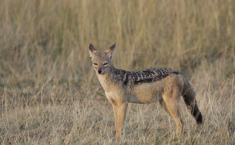 Arctic ImagesCarnivores Archives - Arctic Images