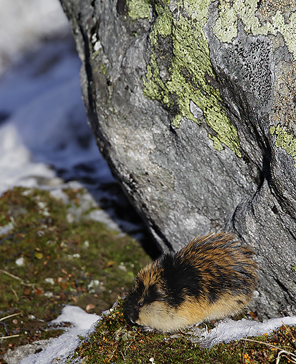 Lemmings