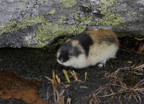 Lemmings
