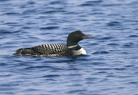 loon1.jpg