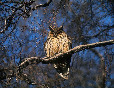 longearedowl3.jpg