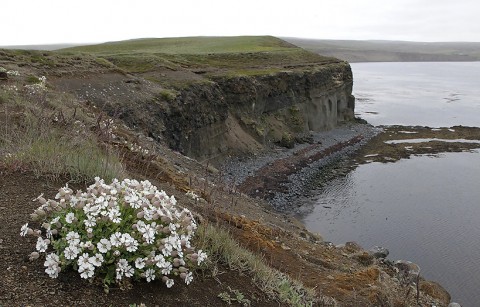 Sea Campion at the coastline of Voladalstorfa, north Iceland.