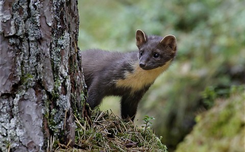 Marten