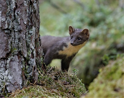 Marten