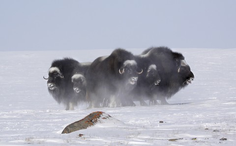 muskox10.jpg