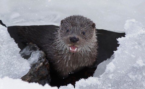 Otter (Eurasian River Otter), Kajaanijoki, Finland.