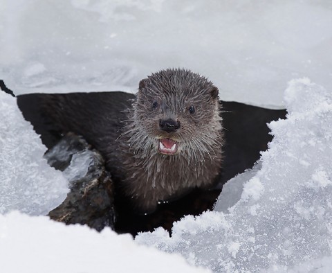 Otter (Eurasian River Otter), Kajaanijoki, Finland.