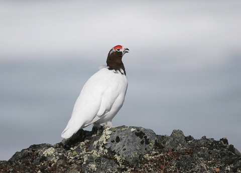 Ptarmigan22.jpg